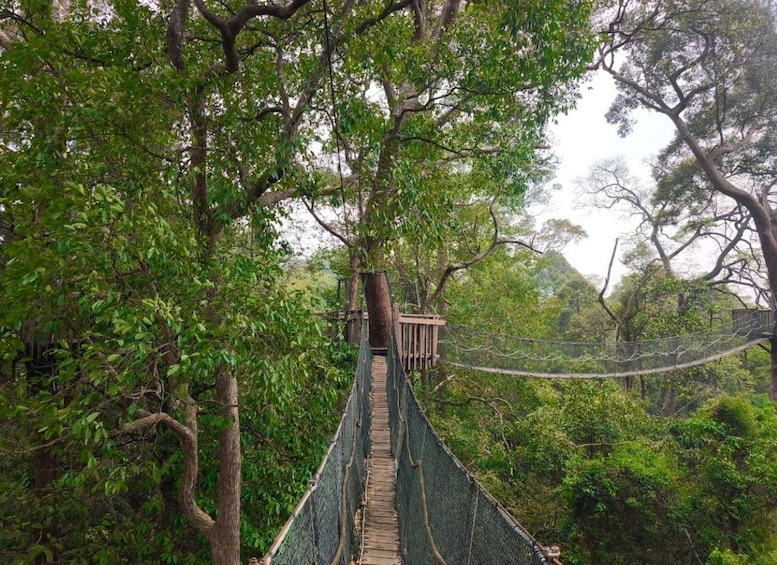 A suspension bridge in a forest. 2