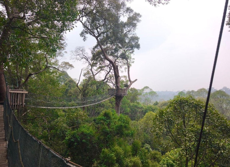 A rope bridge in a forested area with dense greenery and a view of the landscape in the background. 4