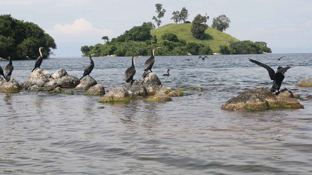 Picture 15 for Activity 3-Day Lake Kivu with Boat tour, Islands Visit & Relax,... 5
