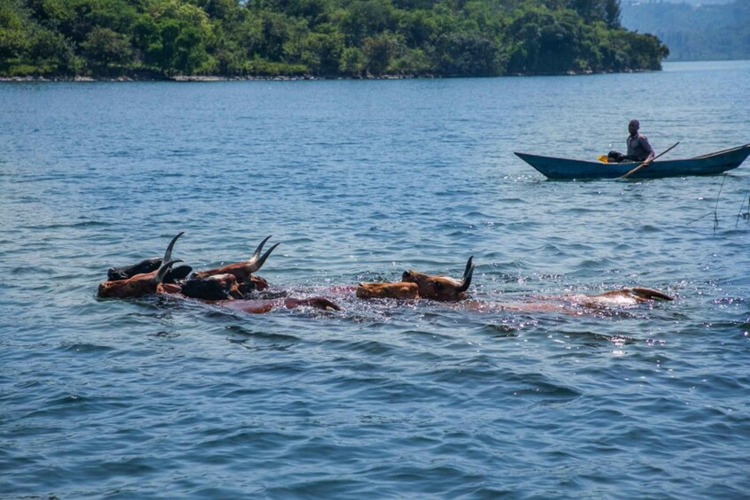 Picture 8 for Activity 3-Day Lake Kivu with Boat tour, Islands Visit & Relax,... 2