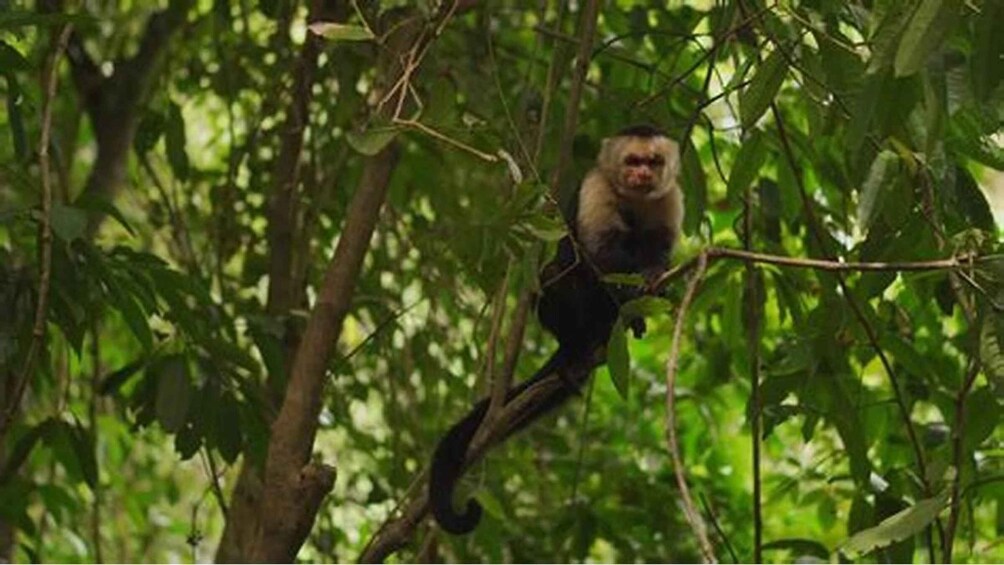 A monkey perched on a tree branch in a dense forest. 1