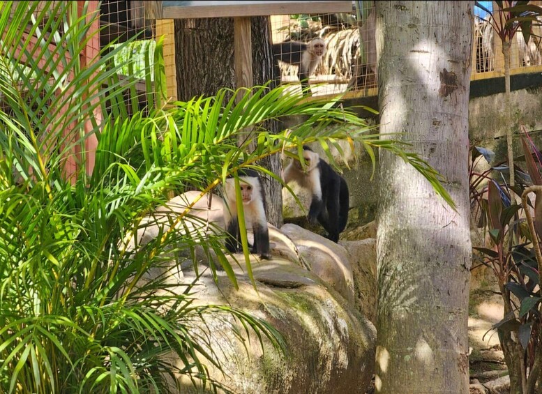 A monkey in a zoo enclosure with rocks and green foliage. 2