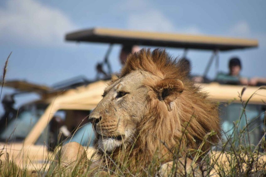 A lion with a vehicle in the background. 1