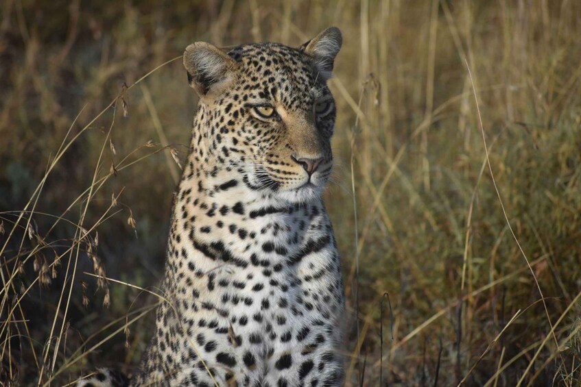 A leopard with a spotted coat in a grassy field. 5