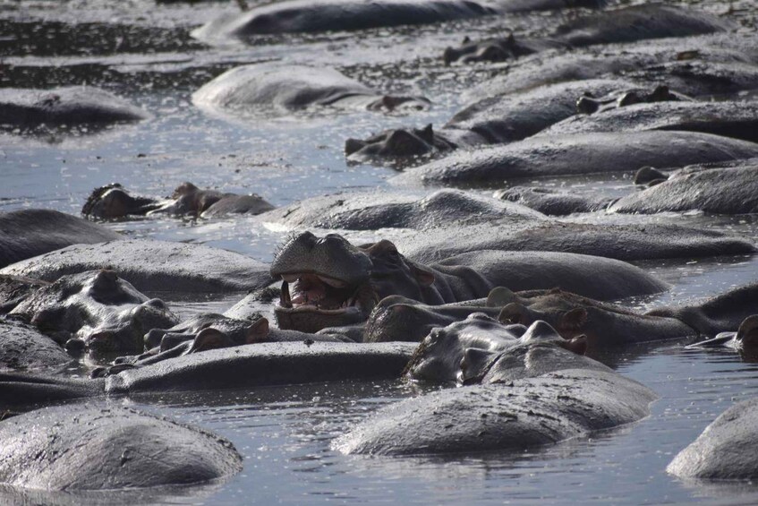 Elephants in water with large rocks. 2