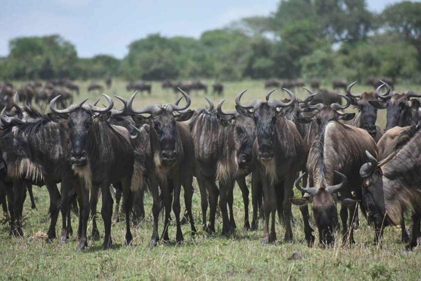 A herd of wildebeests in a grassy field with trees in the background. 4