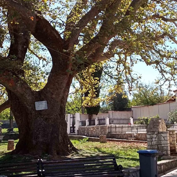 A large tree with a sign, a bench, and a stone wall in a park. 4