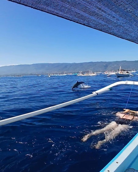 A boat with a net canopy, a dolphin jumping out of the water, and a coastal area with boats and hills in the background. 5