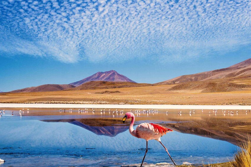A flamingo standing by a reflective water body with a mountain in the background. 4