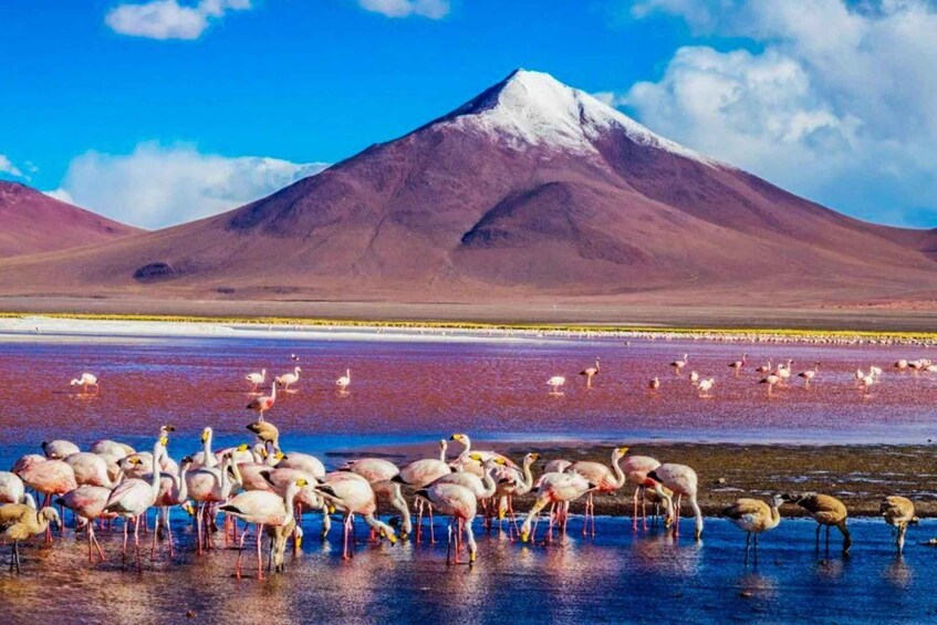 Flamingos at a salt flat with a mountain in the background. 2