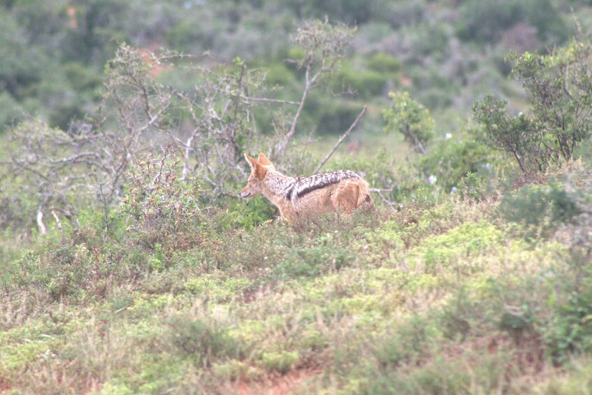 A solitary animal in a natural, bushy landscape. 4