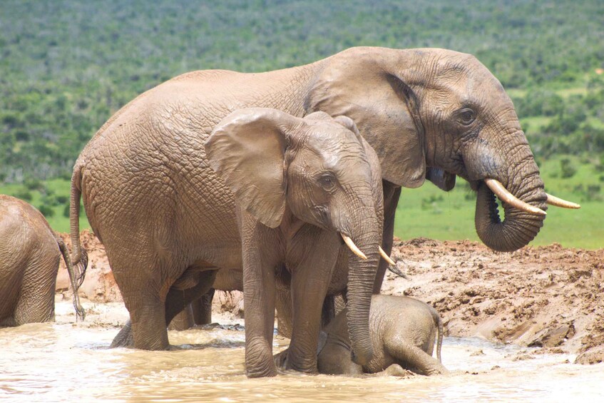 Elephants in a muddy waterhole with a green landscape in the background. 2