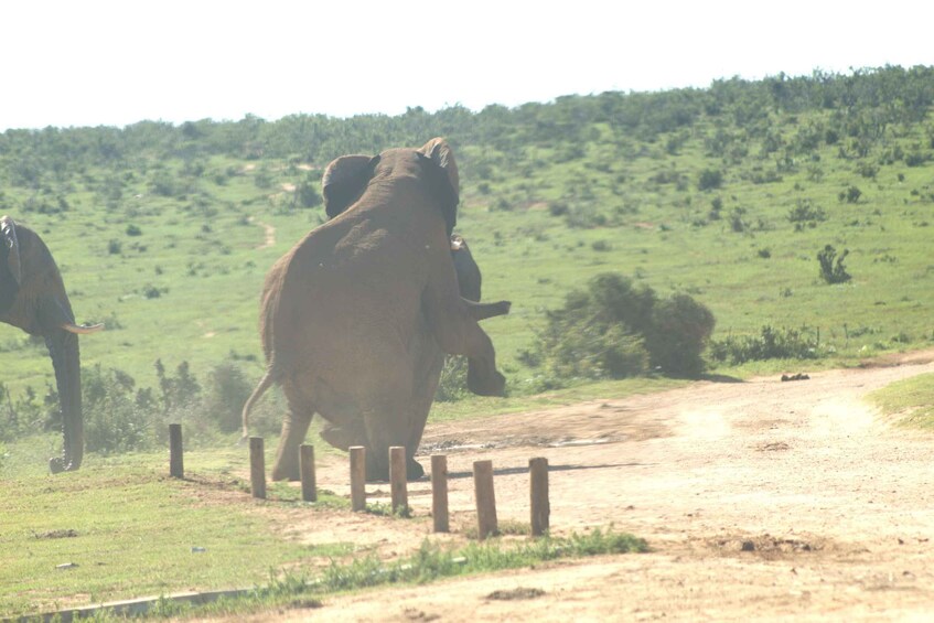A dirt path with elephants in a grassy field. 3