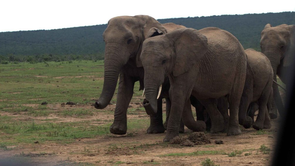 A herd of elephants walking across a grassy plain with a forested hill in the background. 5