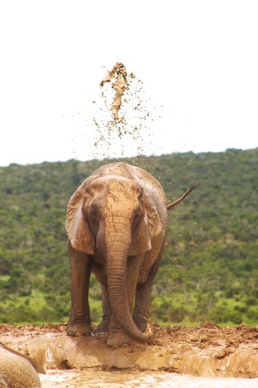 An elephant standing in a muddy area with water splashing up. 1