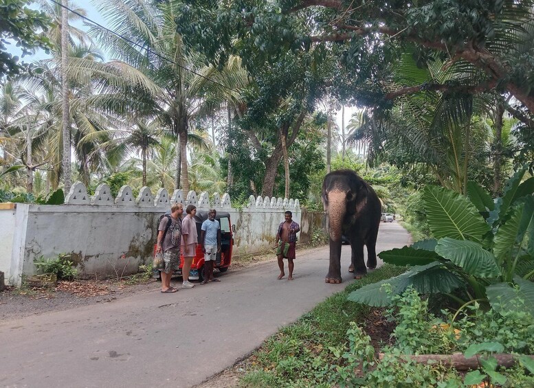 A road with a white fence, palm trees, and an elephant. 2
