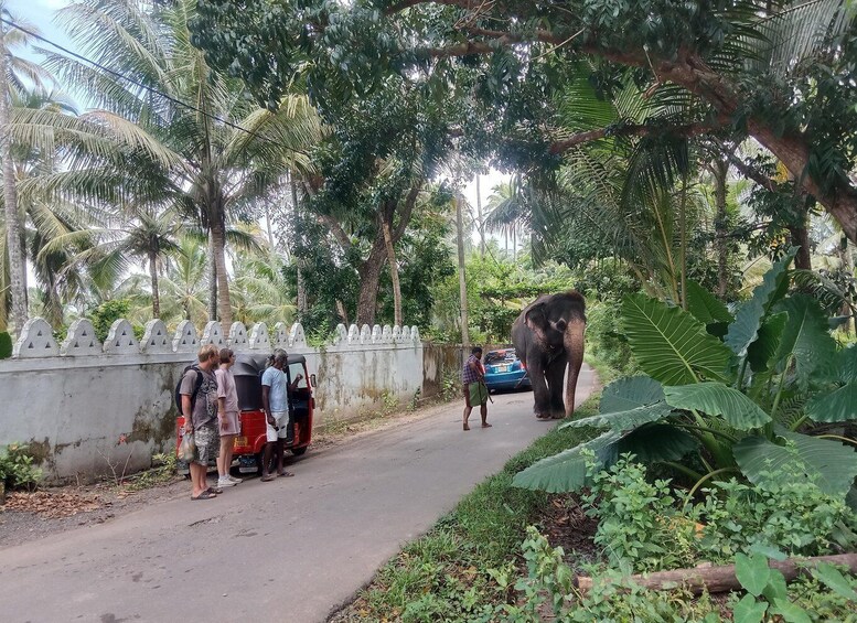 A road with a parked car, a man standing, and an elephant walking. 5