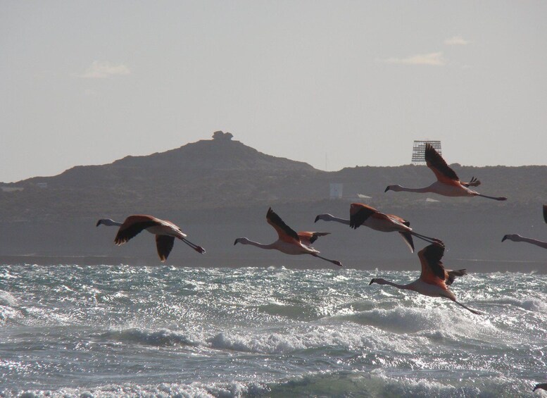 A group of flamingos flying over a body of water with a mountainous landscape in the background. 4