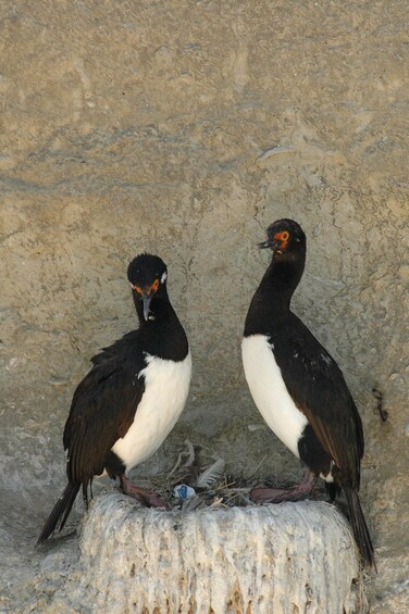 Two birds with black and white plumage perched on a nest. 5
