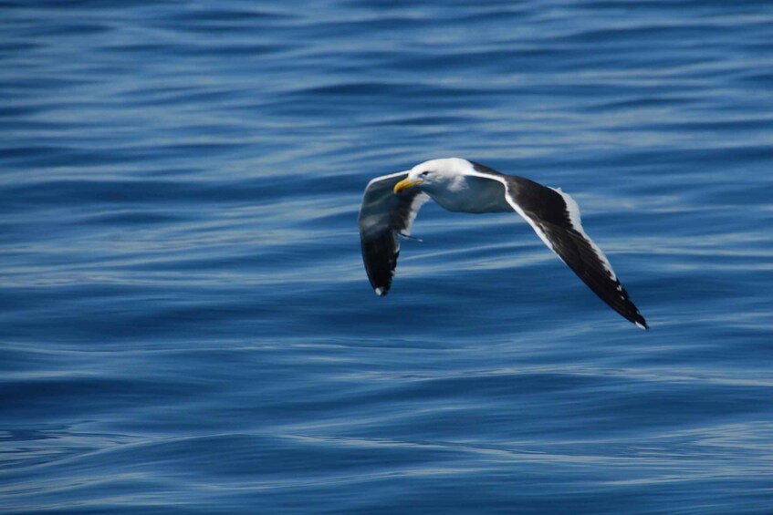 A bird flying over water. 1
