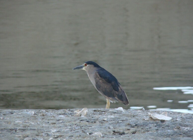 A heron standing on a rocky shore by a calm body of water. 2