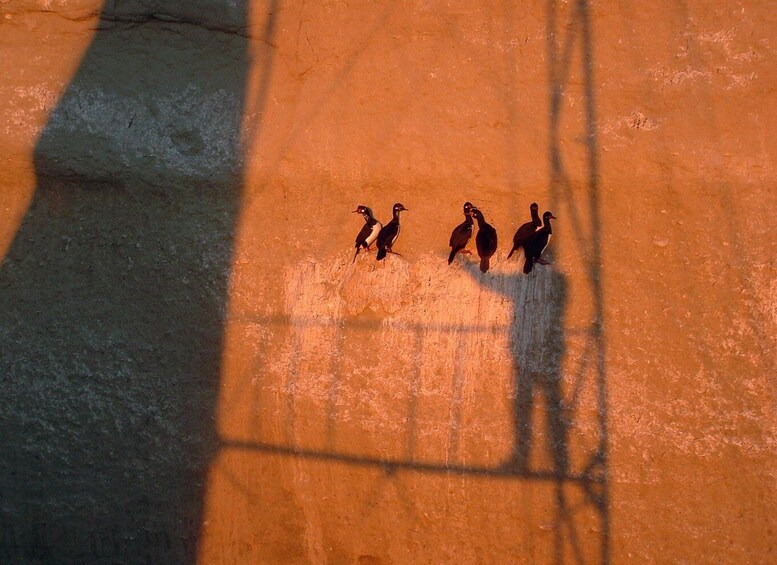 A group of birds on a textured surface with shadows. 3