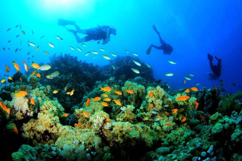 A diver surrounded by vibrant coral reefs and schools of fish. 3