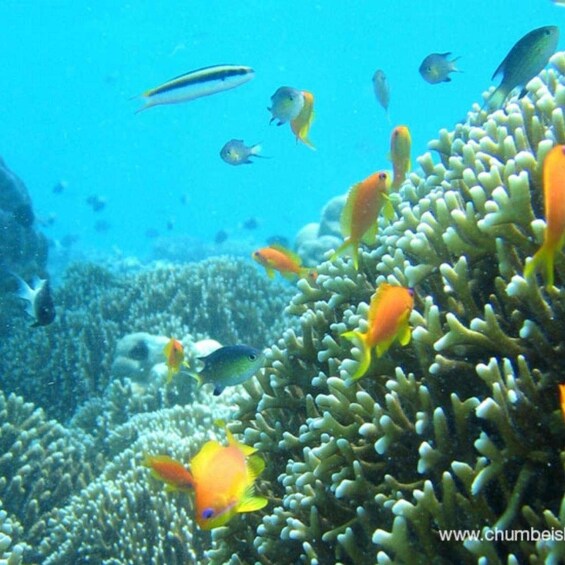 A coral reef with various fish species swimming around. 2
