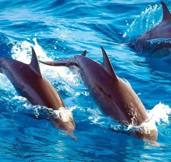 Delfines saltando fuera del agua. 2