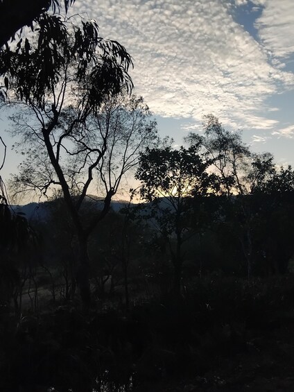 A landscape with silhouetted trees against a sky with scattered clouds. 2