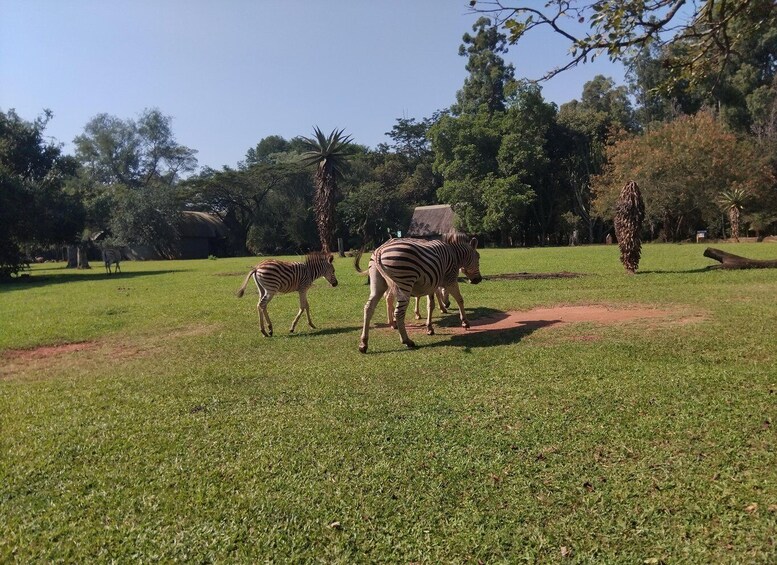 Zebras in a grassy enclosure with trees and a clear sky. 4