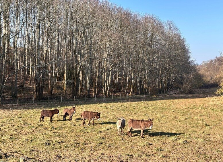 A field with four donkeys grazing, surrounded by a forest of leafless trees. 4