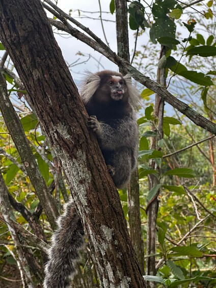 A monkey clinging to a tree trunk in a forested area. 4