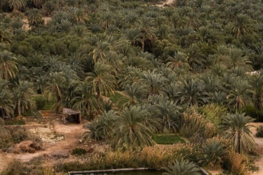 A dense palm grove with a small hut. 4