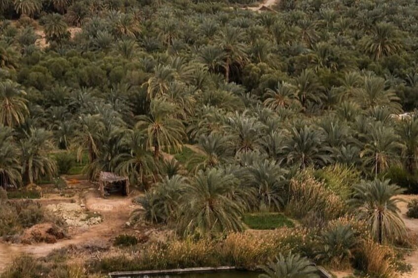 A dense palm grove with a small structure in the foreground. 4