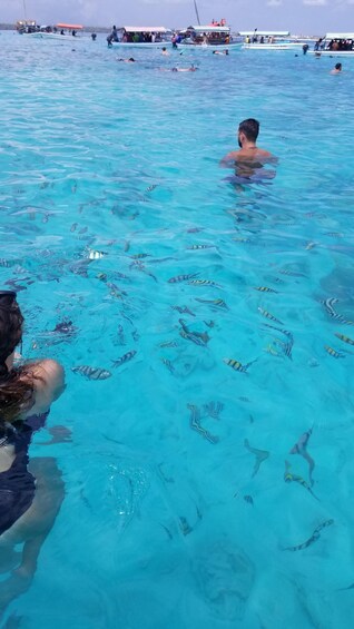 A clear blue sea with people swimming and snorkeling, and a variety of tropical fish visible. 3