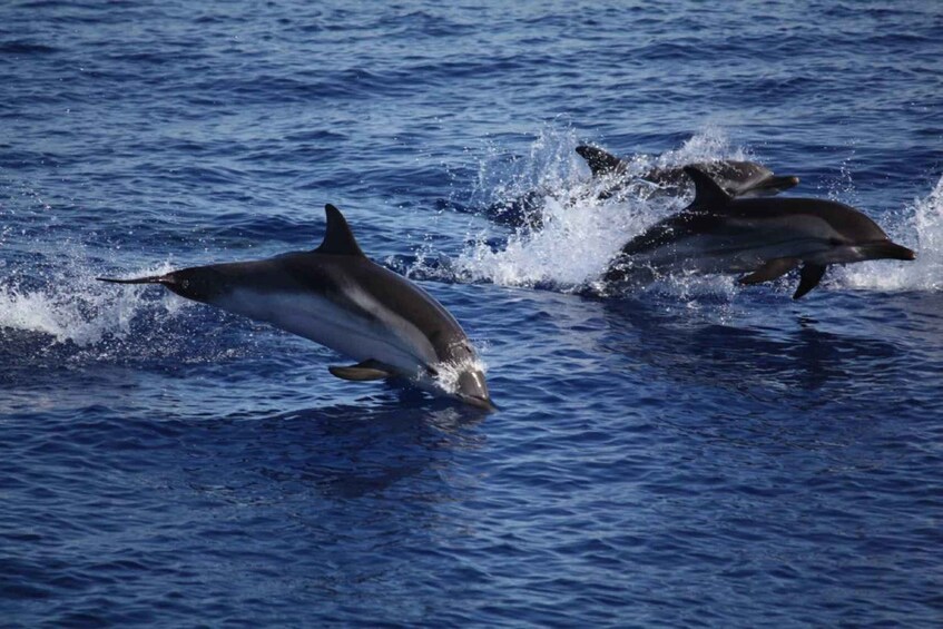 Two dolphins leaping out of the water. 2