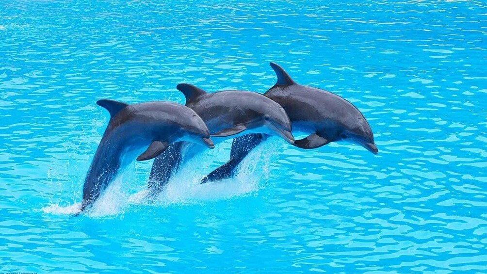 Three dolphins jumping out of a pool. 5