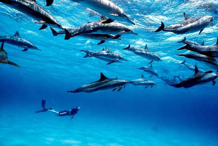 Zanzibar: Mnemba Island Dolphin & Snorkeling with Pickup 1