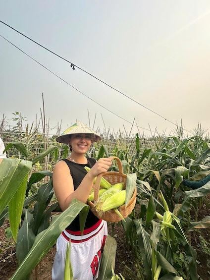 A person harvesting corn in a field. 1