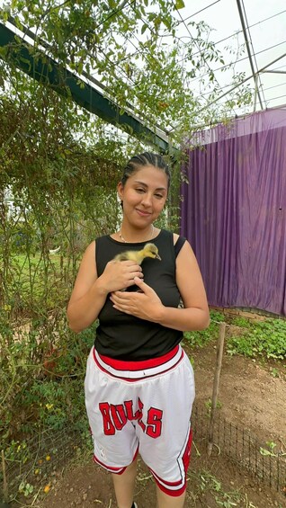 A person holding a chick in an outdoor setting with greenery and a purple fence. 5