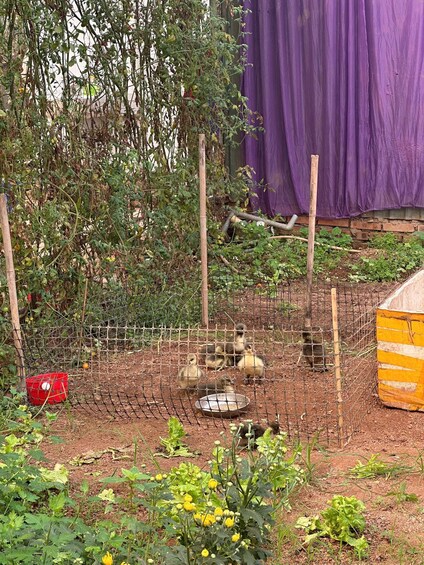 A fenced garden with plants and a wire enclosure containing ducklings. 3