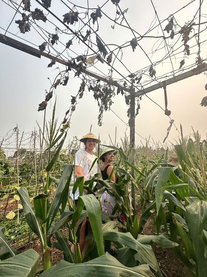 Two people in a cornfield with a wire structure overhead. 4