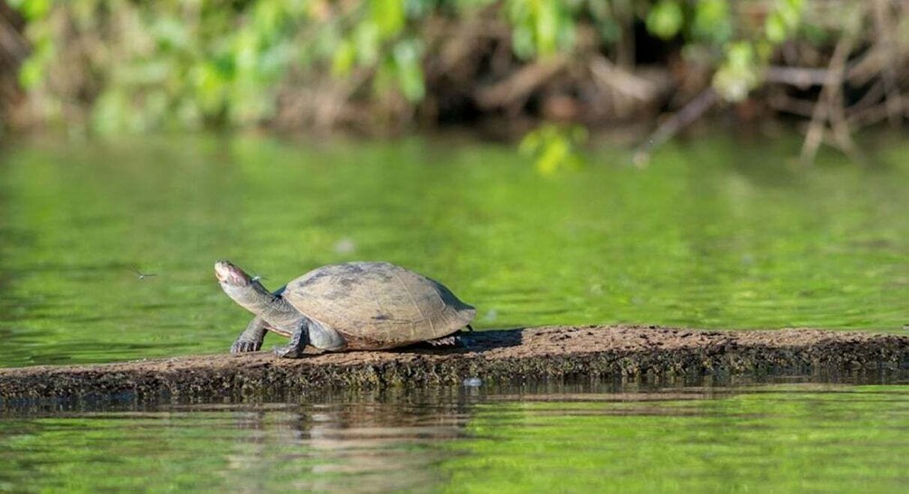 A turtle on a muddy bank in a green, calm water body. 2