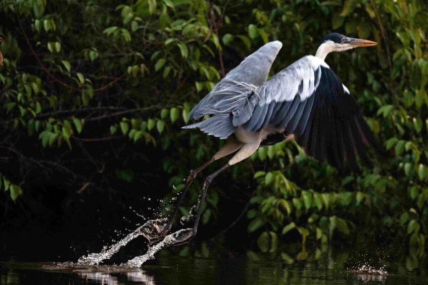A bird in mid-flight over water, with its wings spread wide. 4