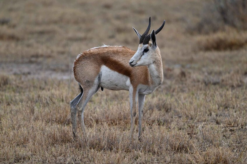A solitary antelope in a dry grassland. 5