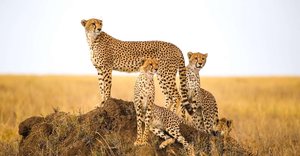 Three cheetahs on a rocky outcrop in a grassy savanna. 1