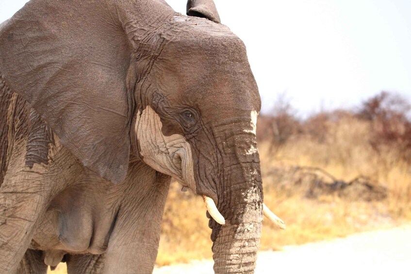 An elephant with tusks and textured skin. 2
