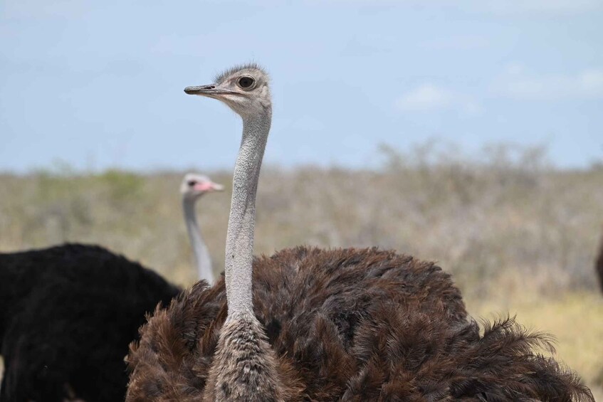 An ostrich with a prominent neck and a fluffy tail, standing in a natural landscape with sparse vegetation. 3