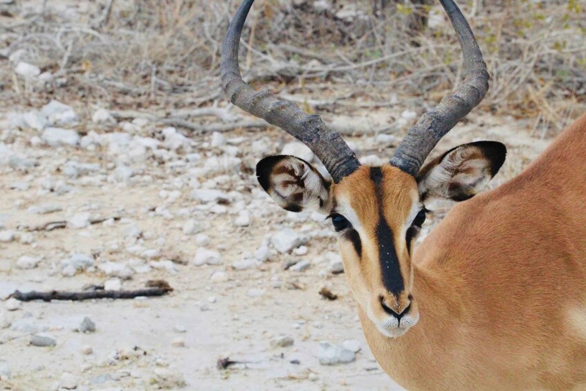 A close-up of an antelope with prominent horns and a sandy background. 1